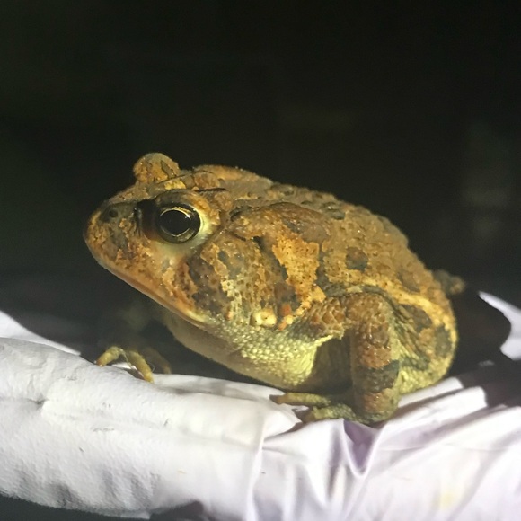 Meet your posher, Lilly! - Picture 4 of 6